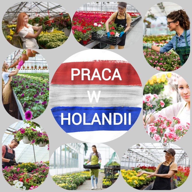 Praca w Holandii przy bukietach kwiatowych