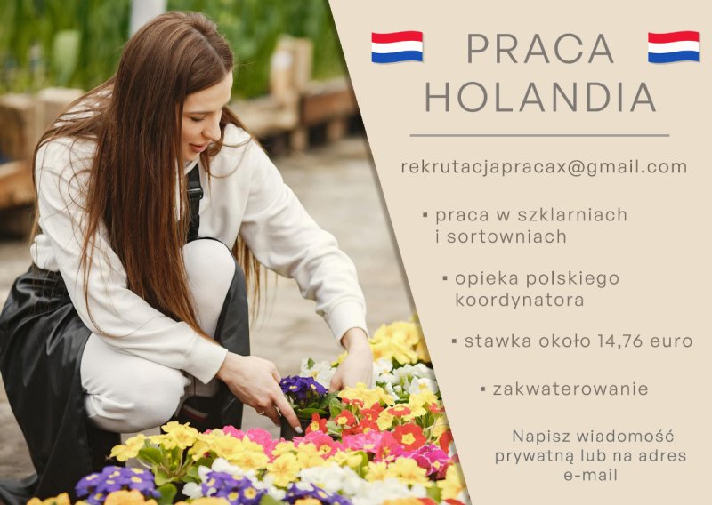 Praca w Holandi