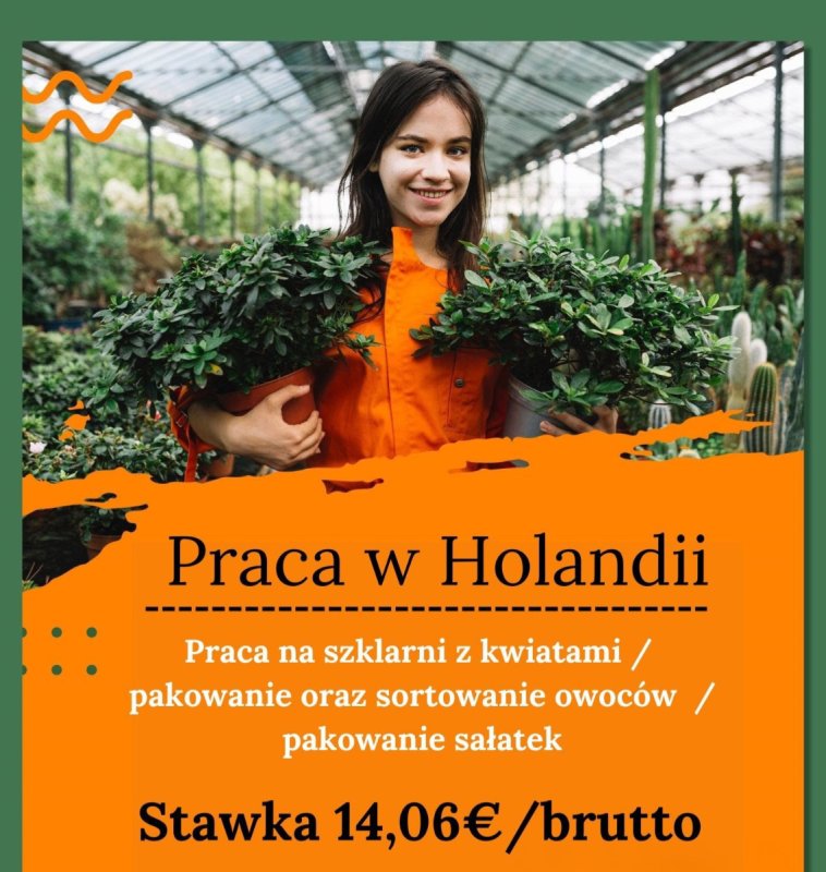 Praca w szklarniach w Holandii